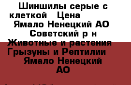 Шиншилы серые с клеткой › Цена ­ 10 000 - Ямало-Ненецкий АО, Советский р-н Животные и растения » Грызуны и Рептилии   . Ямало-Ненецкий АО